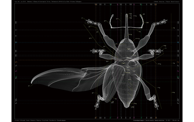 村山 誠「Curculio robustus - dorsal, ventral view」(イメージ)